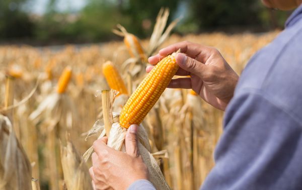 Tipos de residuos del sector agroindustrial con los que producir biogás