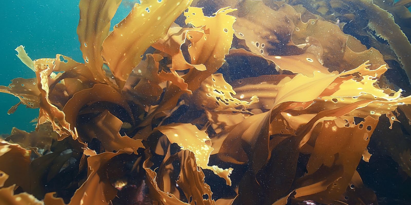 Biogás a partir de recursos marinos: un nuevo horizonte